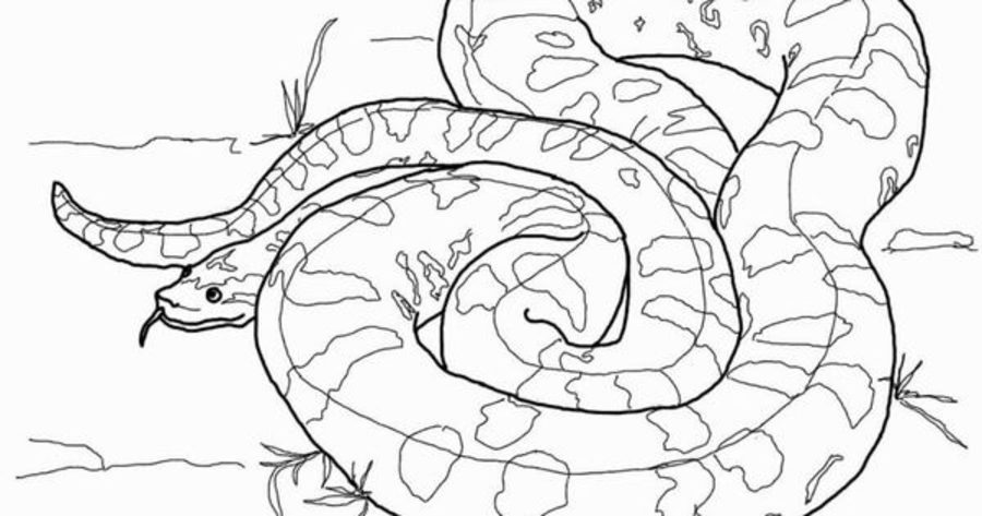 Online coloring book: Coloring page anaconda sticks out its tongue